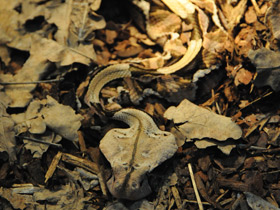 Смотреть фото Габонская гадюка Фото Габонская гадюка