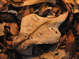 Фото Самые опасные змеи