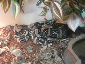 Смотреть фото Габонская гадюка Фото Габонская гадюка