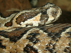 Смотреть фото Палестинская гадюка Фото Палестинская гадюка