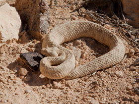 Фото Персидская гадюка