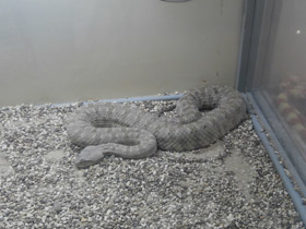 Фото Персидская гадюка