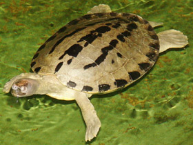 Смотреть фото Каллагур Фото Каллагур