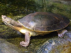 Смотреть фото Элсея Брандерхоста Фото Элсея Брандерхоста