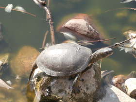 Фото Болотная черепаха