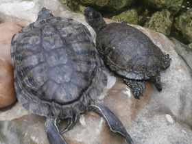 Смотреть фото Болотная черепаха Фото Болотная черепаха