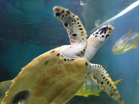 Смотреть фото Бисса Фото Бисса