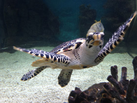 Смотреть фото Бисса Фото Бисса