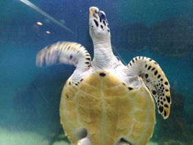 Смотреть фото Бисса Фото Бисса