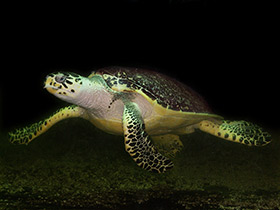 Смотреть фото Бисса Фото Бисса