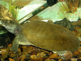 Смотреть фото Китайский трионикс Фото Китайский трионикс