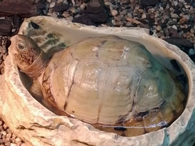 Смотреть фото Каролинская коробчатая черепаха Фото Каролинская коробчатая черепаха