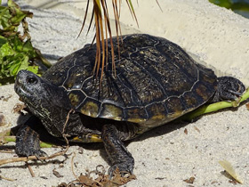 Смотреть фото Мраморная черепаха Фото Мраморная черепаха