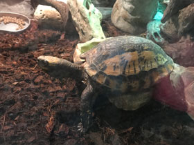 Смотреть фото Индийская шиповатая черепаха Фото Индийская шиповатая черепаха