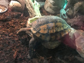 Смотреть фото Индийская шиповатая черепаха Фото Индийская шиповатая черепаха