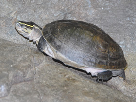 Смотреть фото Терекай Фото Терекай
