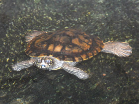 Смотреть фото Терекай Фото Терекай