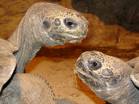 Слоновая черепаха Слоновая черепаха