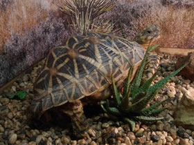 Смотреть фото Звездчатая черепаха Фото Звездчатая черепаха