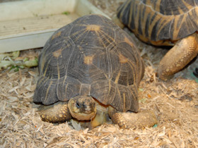 Смотреть фото Лучистая черепаха Фото Лучистая черепаха
