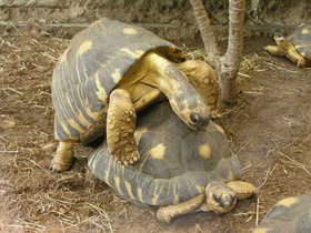 Смотреть фото Лучистая черепаха Фото Лучистая черепаха