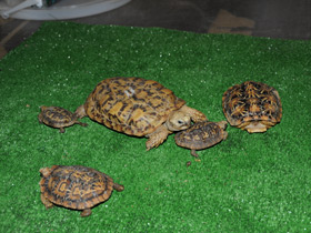 Смотреть фото Эластичная черепаха Фото Эластичная черепаха