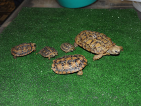 Смотреть фото Эластичная черепаха Фото Эластичная черепаха