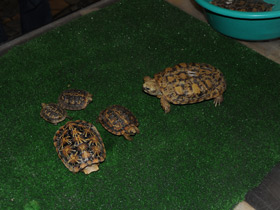 Смотреть фото Эластичная черепаха Фото Эластичная черепаха