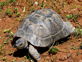Смотреть фото Средиземноморская черепаха Фото Средиземноморская черепаха