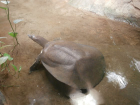 Смотреть фото Африканский трионикс Фото Африканский трионикс